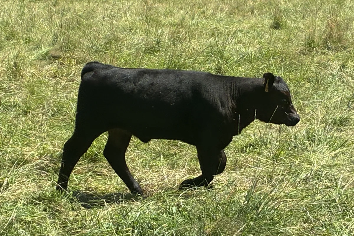 Photo de la race Angus