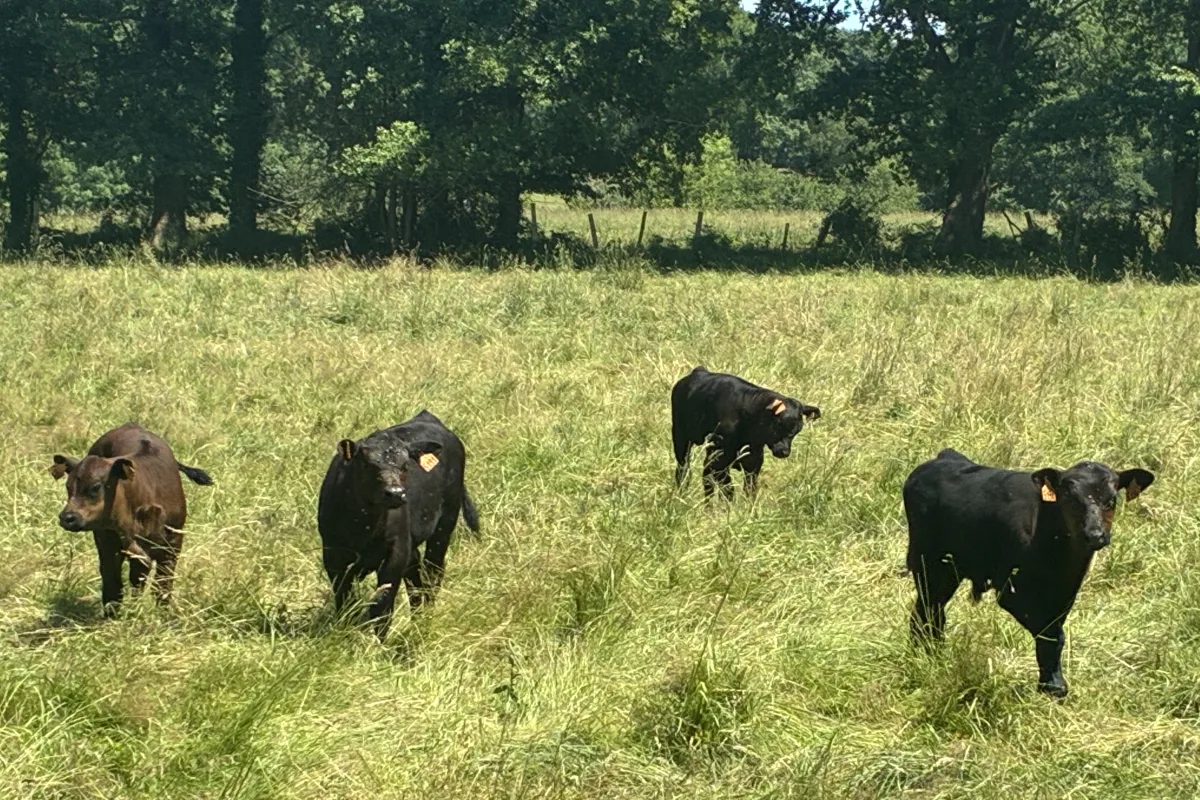 Photo de la race Angus