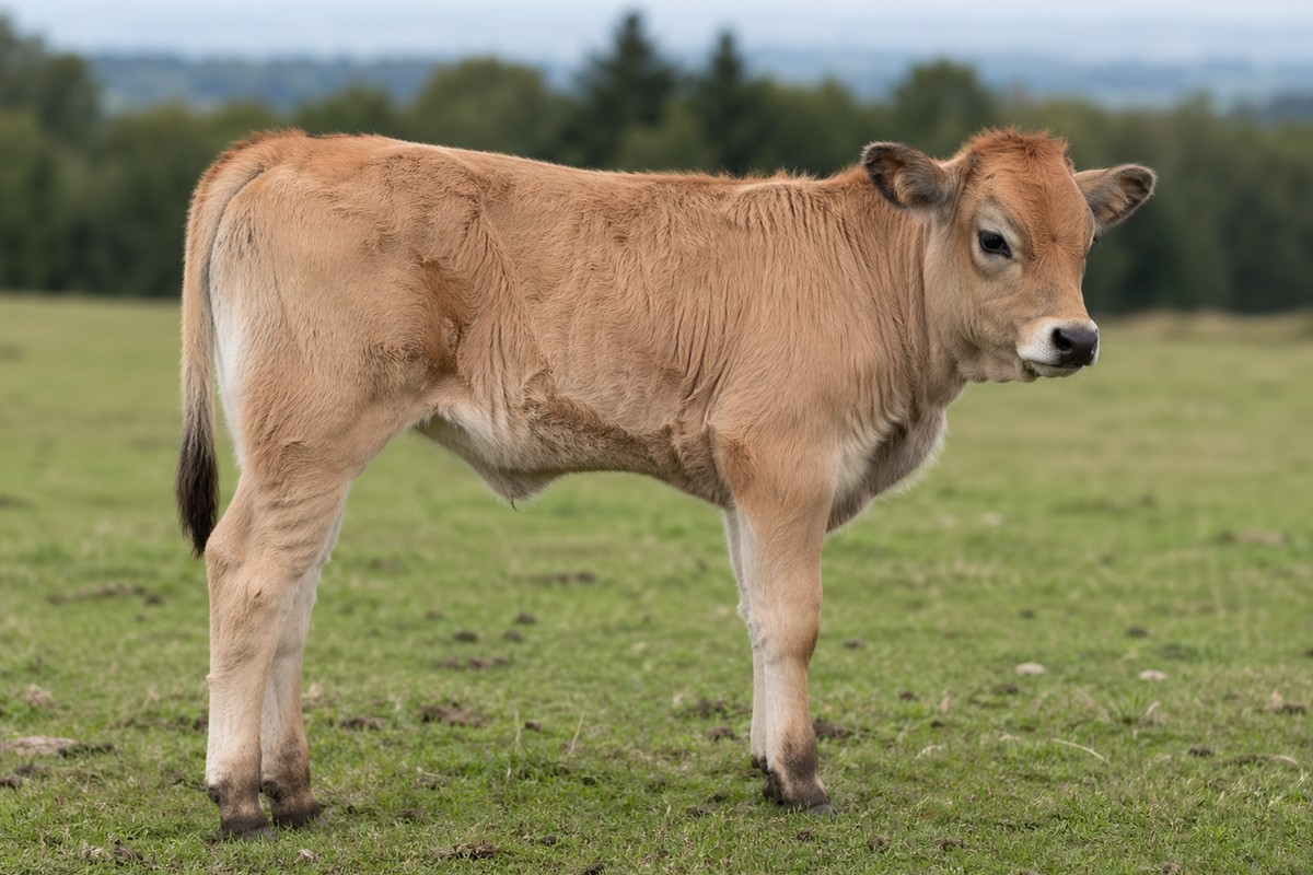 Photo de la race Aubrac