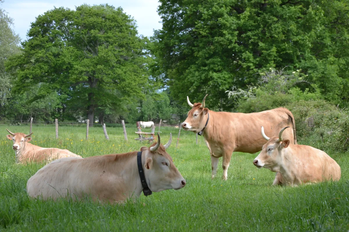 Photo de la race Béarnaise