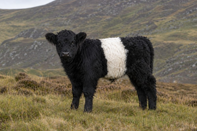 Photo de la race Belted Galloway