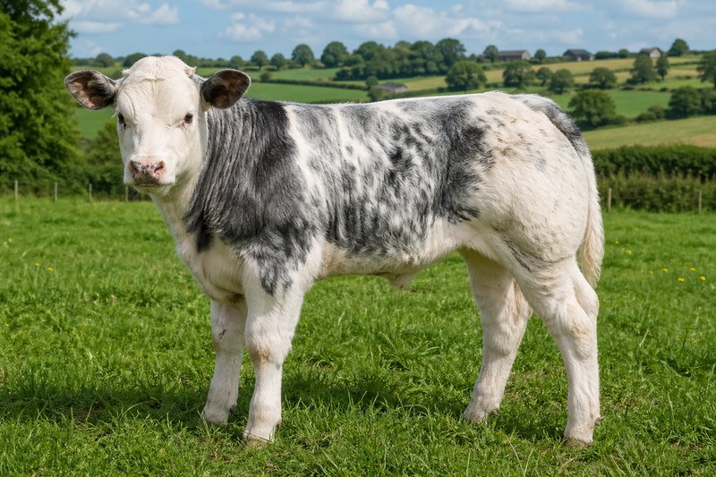 Photo de la race Blanc Bleu Belge