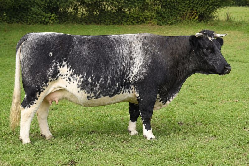 Photo de la race Bleue de Bazougers