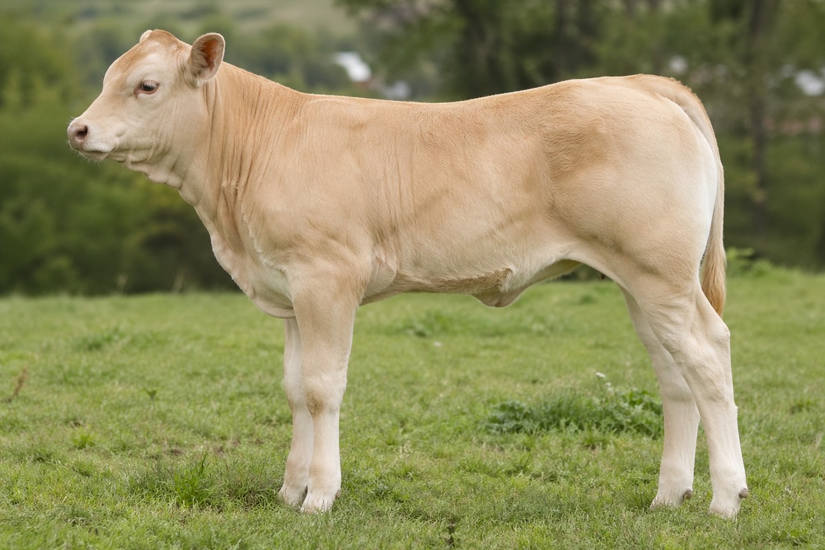 Photo de la race Blonde d'Aquitaine