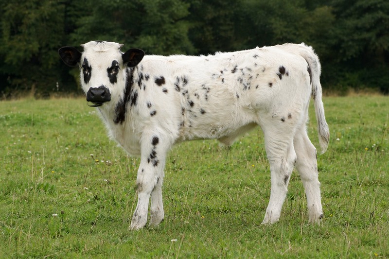 Photo de la race Bordelaise