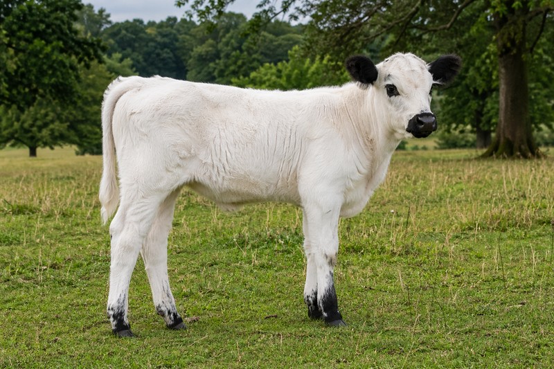 Photo de la race British White