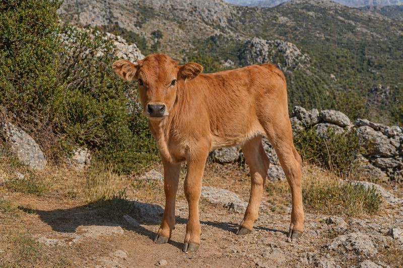 Photo de la race Corse