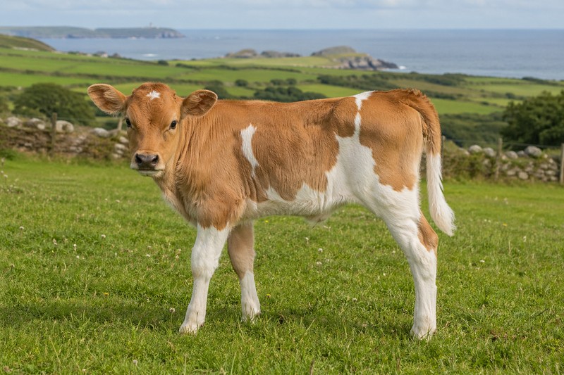 Photo de la race Guernsey
