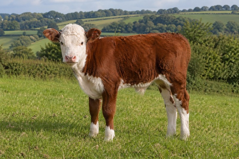 Photo de la race Hereford