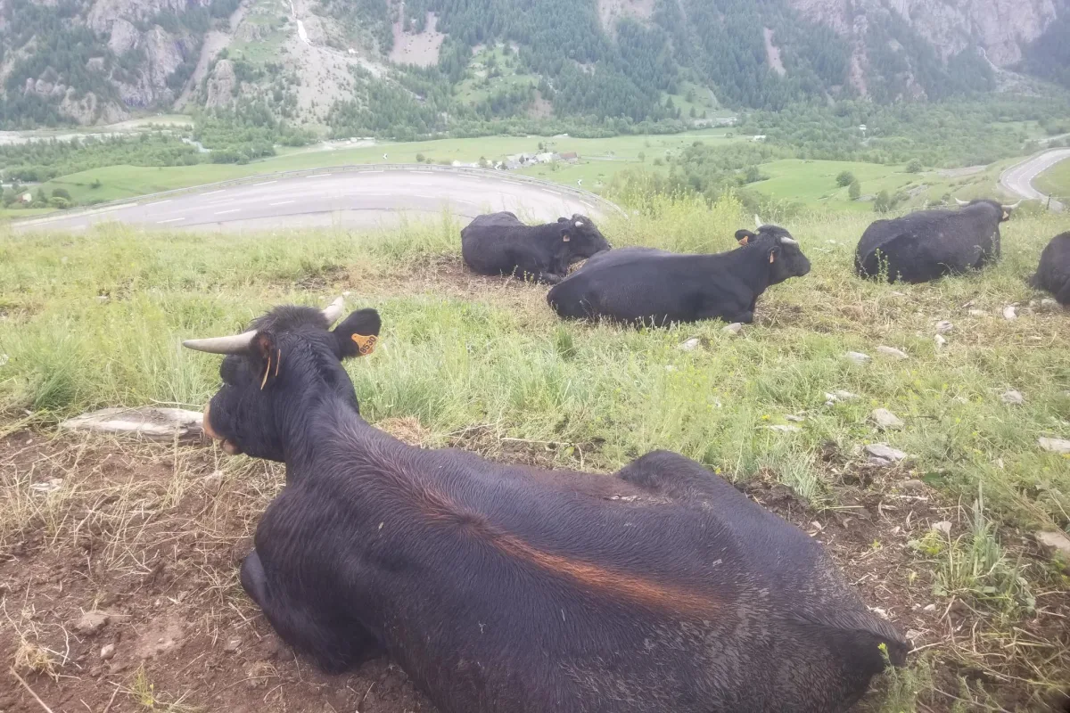 Photo de la race Hérens