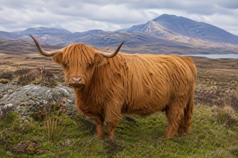 Highland Cattle