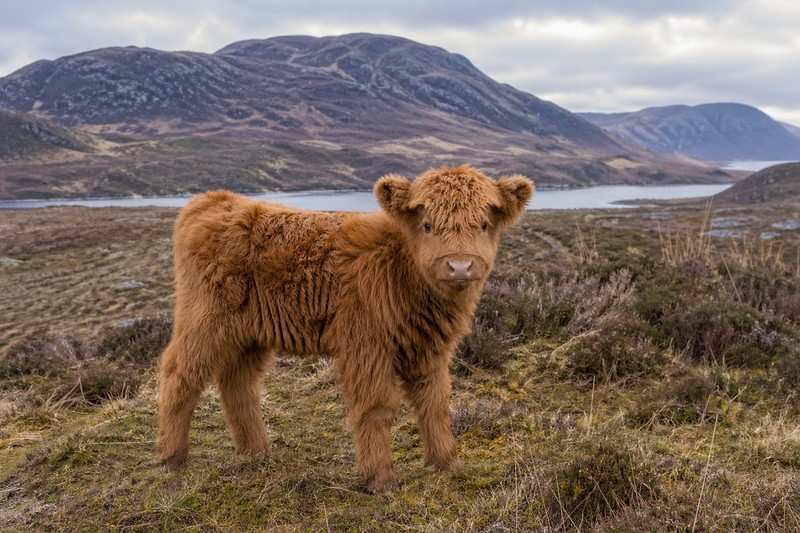 Photo de la race Highland cattle