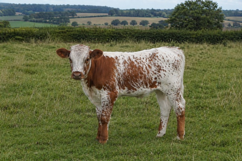 Photo de la race Longhorn