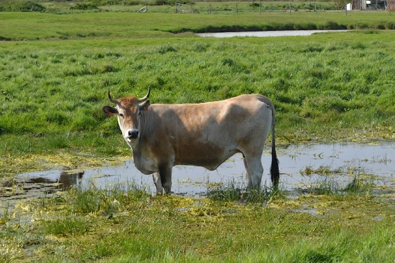 Photo de la race Maraîchine