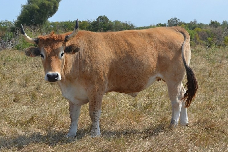 Photo de la race Maraîchine