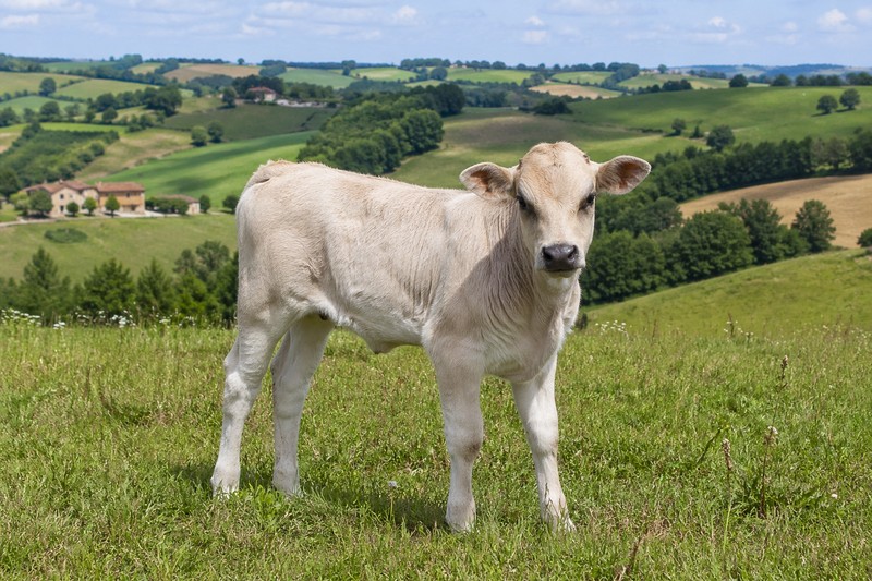 Photo de la race Mirandaise