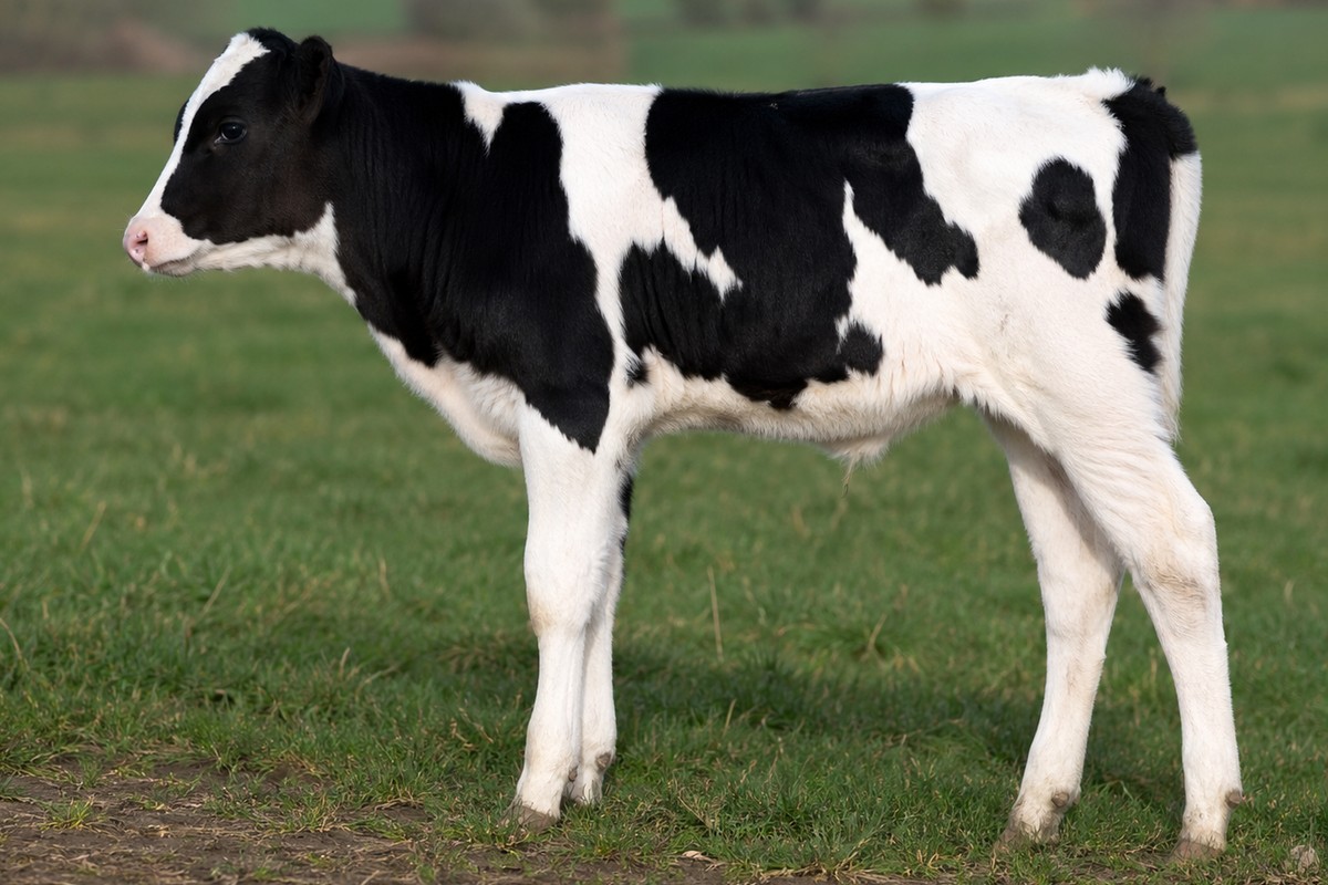 Photo de la race Prim'Holstein