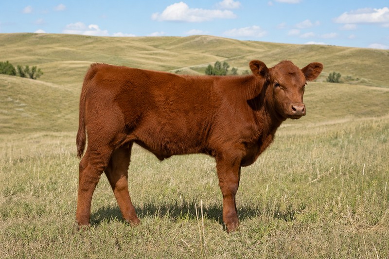 Photo de la race Red Angus