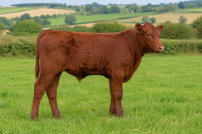 Photo de la race Red Poll