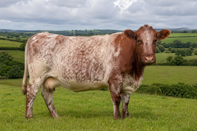 Shorthorn