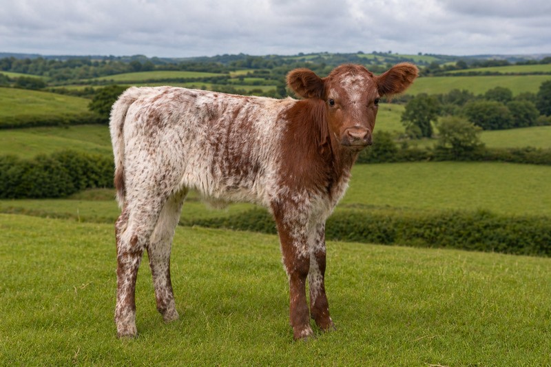 Photo de la race Shorthorn