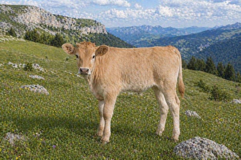 Photo de la race Villard de Lans