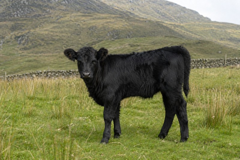 Photo de la race Welsh Black